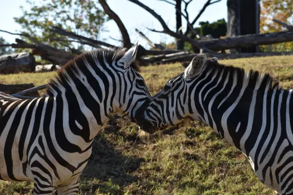 Казино Слотс Кафе Поддръжка